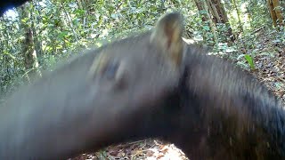 Tamanduá-bandeira ataca a nova câmera de trilha! #animaisselvagens #wildlife