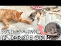 【1kg超えた!】野良子猫を保護して20日、お腹ぽんぽこにしてやりました!【もふもふ2倍の幸せをご一緒に…】