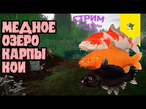 Видео: 🍀 СТРИМ -  ОЗЕРО МЕДНОЕ 🍀 В ПОИСКАХ ТРОФЕЯ 🍀 ▶ Русская рыбалка 4. #fishing  #рр4