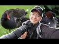 Photographing chicks in a Glasgow park! | Wildlife Photography Vlog #24