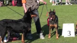 Beauceron Nationale d'Elevage 2009.