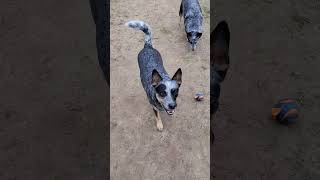 Love This Boys Smile ♥ #blueheeler  #dog #australiancattledog