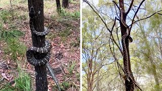 Carpet Python Effortlessly Climbs Tree #shorts