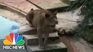 Hundreds of animals relocated to sanctuaries after Puerto Rico's only zoo closes