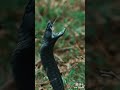 King kobra snake 