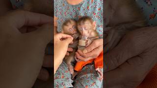 Baby Lala can fall asleep while sucking her thumb.#monkey