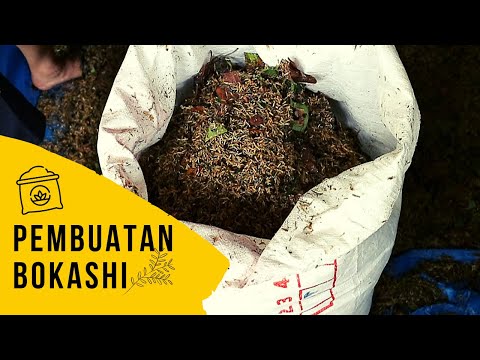 Video: Apa Itu Kompos Bokashi - Pelajari Cara Membuat Kompos Dengan Bokashi