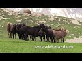 Гиссарские овцы, как добраться на летние пастбища