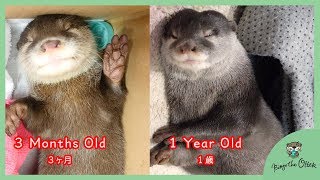 カワウソ ビンゴが家族になってからを振り返る【誕生日記念】Look back at the last 9months since Otter Bingo joined our family