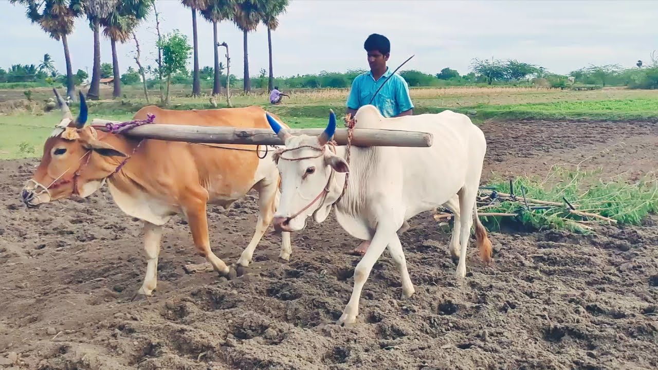 bullock heavy performance in agriculture land extraordinary blow, village girl working video