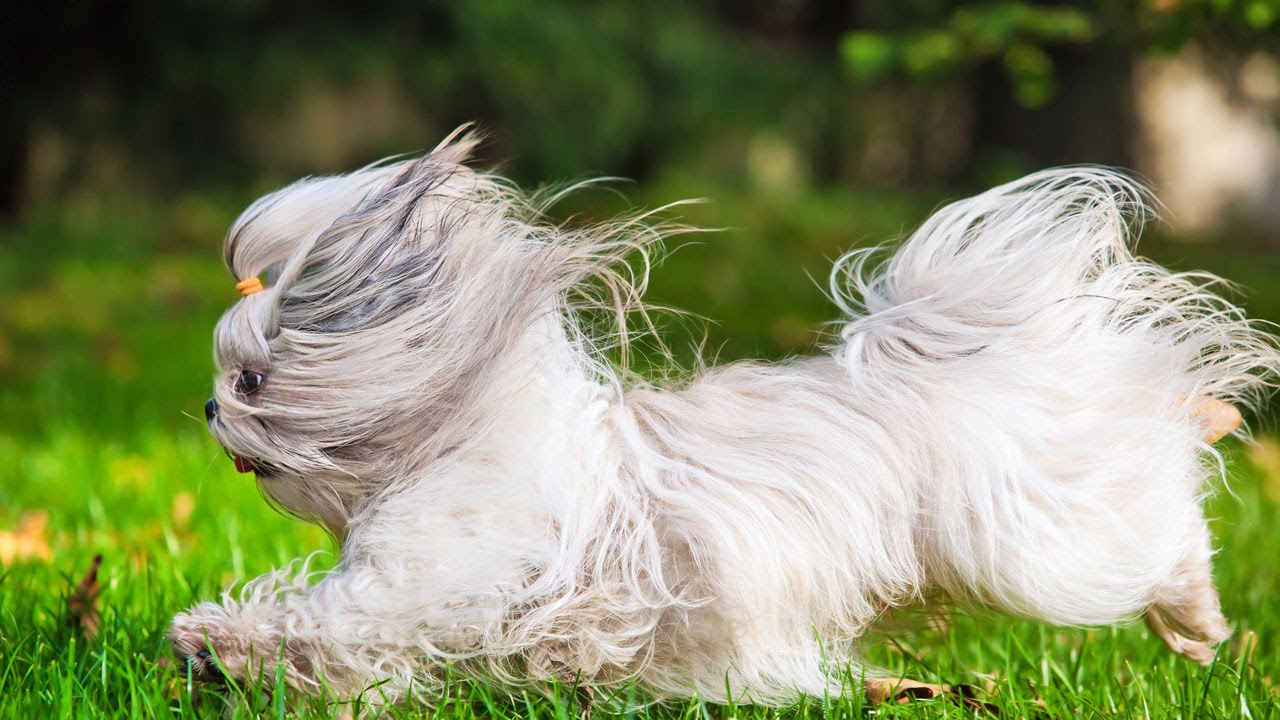 petco hours Dog brushes or combs. What's the difference?