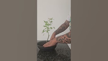 How to start a Bonsai with a maple🍁 #bonsai #fyp #fy #wire #bend #prune #shape #diy #howto #timelaps