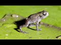 Toads' Journey and Challenges