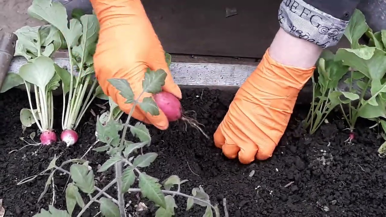 15 мая 2022.Как получить свои семена Редиса.