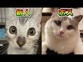 先住猫VS新人猫