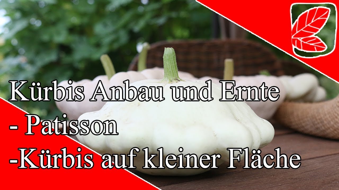 Ufos Im Garten Der Patisson Kurbis Youtube