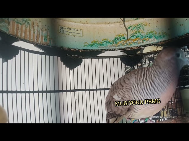 PANCINGAN BURUNG PERKUTUT BANGKOK GACOR class=