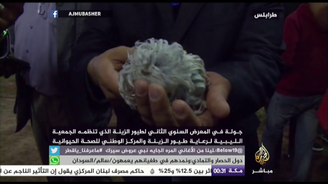 المعرض السنوي لطيور الزينة في ليبيا