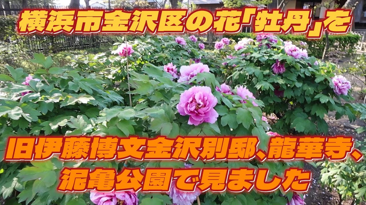 横浜市金沢区の花「牡丹」を旧伊藤博文金沢別邸、龍華寺、泥亀公園で見