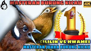 Cililin Gacor Jernih vs Wambi / Hwamei Gacor _ Masteran Burung Kicau