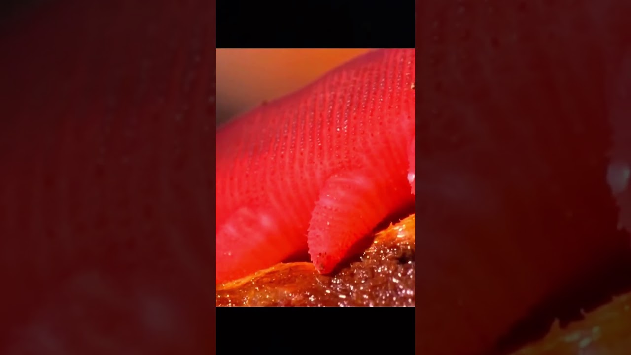 Hidden Assassin: The stealh tactics of the Velvet Worm 