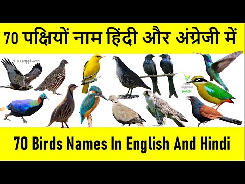 वीडियो: पीले पेट वाले पक्षी: नाम, जीवन शैली