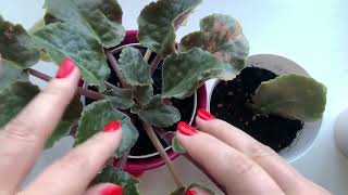 видео: Фиалки 1. Секрет успешного продвижения на примере фиалок. Рекламные грядки картинка: Фиалки 1. Секрет успешного продвижения на примере фиалок. Рекламные грядки