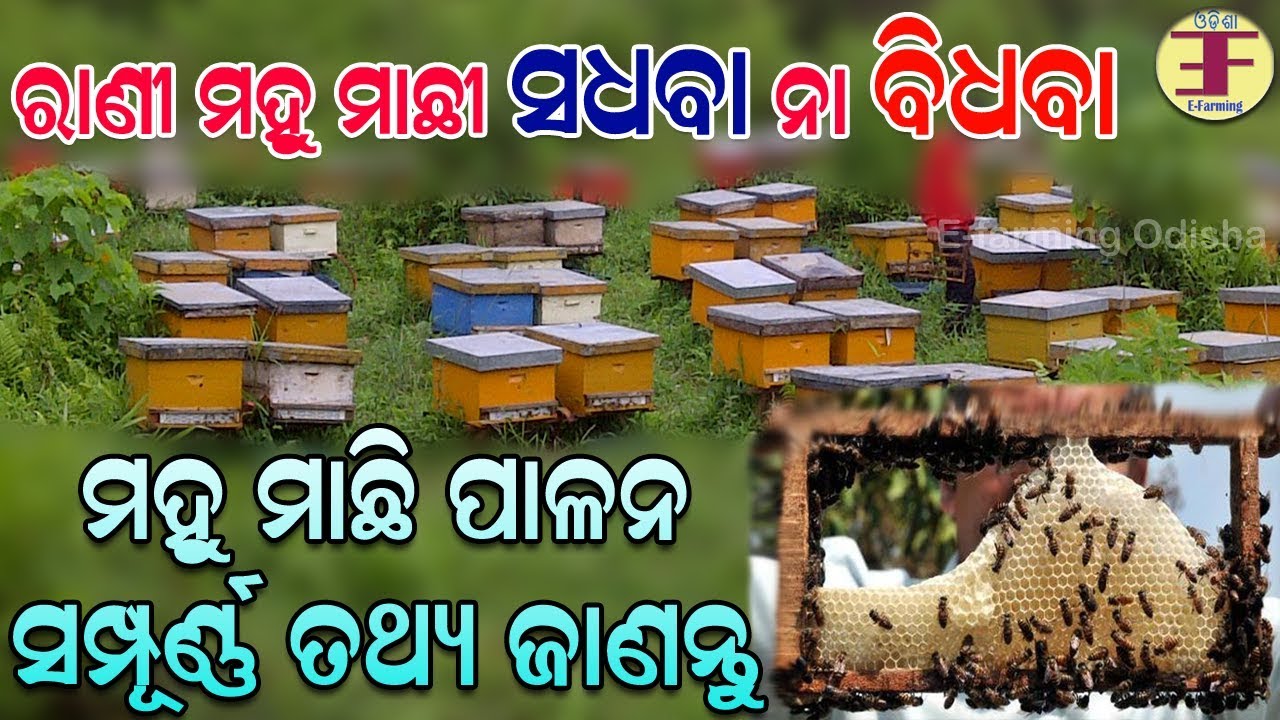 ମହୁ ମାଛି ପାଳନ, ସମ୍ପୂର୍ଣ୍ଣ ବିବରଣୀ ଜାଣନ୍ତୁ ଜଣେ ଦକ୍ଷ ପ୍ରଶିକ୍ଷକଙ୍କ ଠାରୁ (Honey bee farming in odisha).