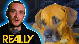 Tense Rescue As Two Dogs Are Only Meters Away From Busy Roads! | Pit Bulls & Parolees
