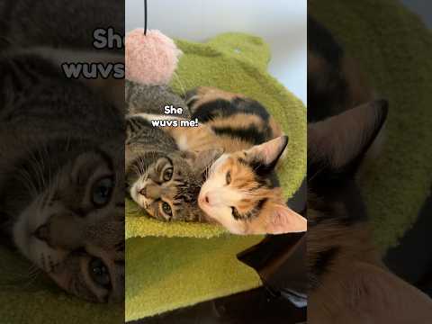 Goosie Maple McMoosie Cuddles