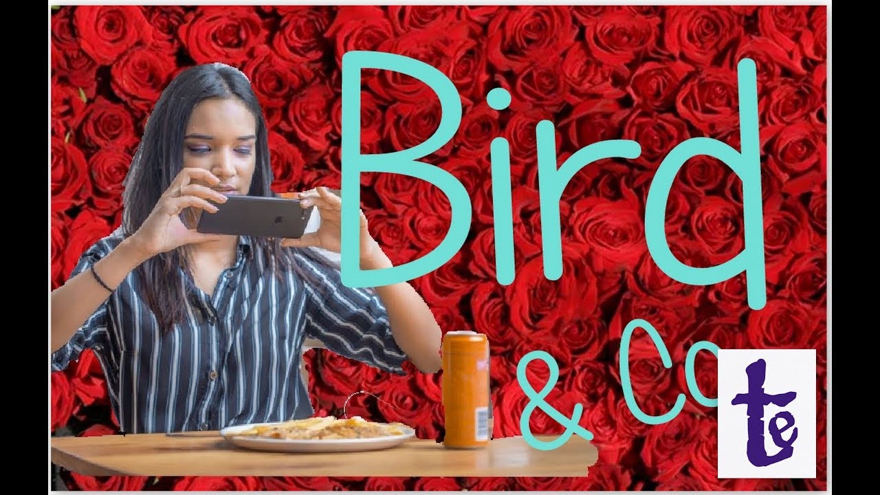 Bird & co YouTube