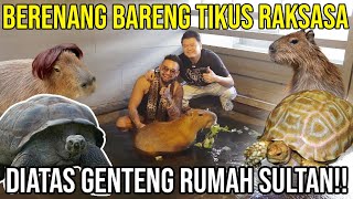 BERENANG BARENG TIKUS RAKSASA DIATAS GENTENG RUMAH SULTAN!! TORTOLOGY WORLD#AudreyA #KINGOFTHEJUNGLE