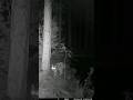 Bobcat In The Night