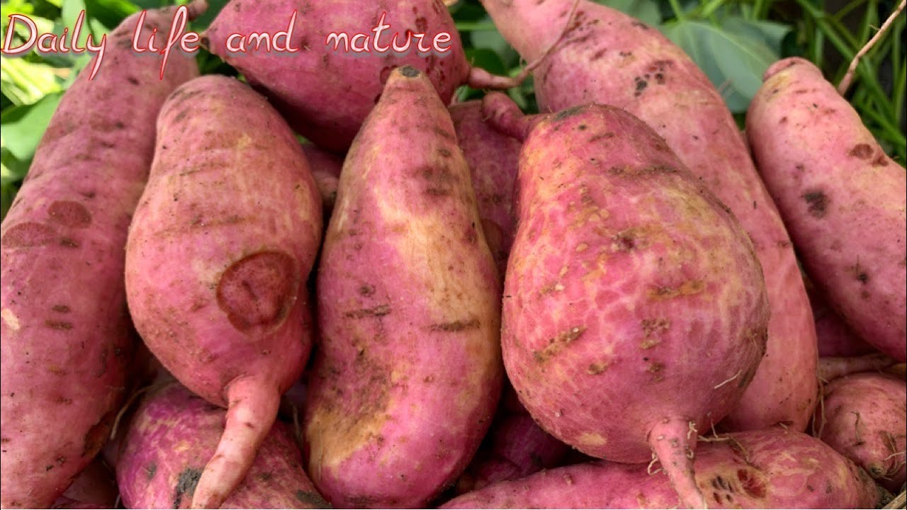 How To Harvest Sweet Potatoes Sweet Potatoes Harvesting When Do You how-to-harvest-sweet-potatoes-sweet-potatoes-harvesting-when-do-you