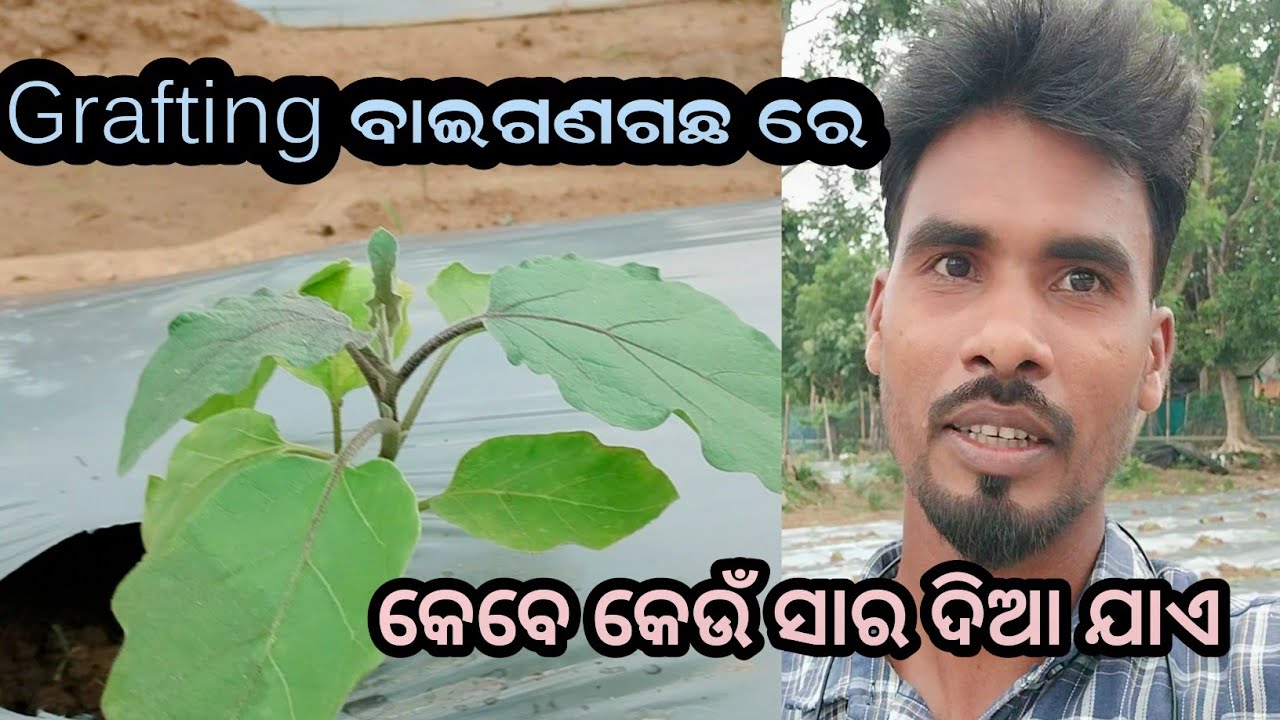 Grafting ବାଇଗଣଗଛ ରେ କେବେ କେଉଁ ସାର ବେବହାର କରିବେ