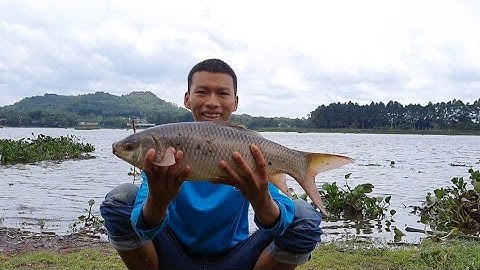 🎣Fishing. Câu Cá Xuyên Đêm Hồ Núi Le 😱 Bài mồi chua thơm lên luôn cá trôi quá đã
