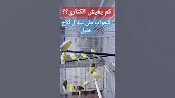 كم يعيش طائر الكناري معلومات في تربية طيور الكناري 