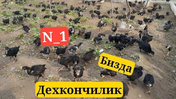 Choy texnikasi bilan Blowjob