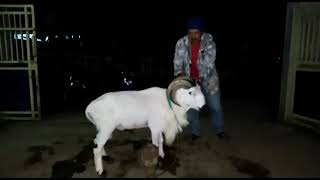 Fisik Domba garut malam hari ngibun s ganteng kalem