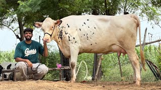 HF Beauty 🐄💎 || Milk Capacity 35 to 50 Liter Per Day || Diamond of Punjab 💎