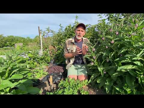 Βίντεο: Φύτευση Companion With Raspberries: Good Companion Plants For Raspberry Bushes