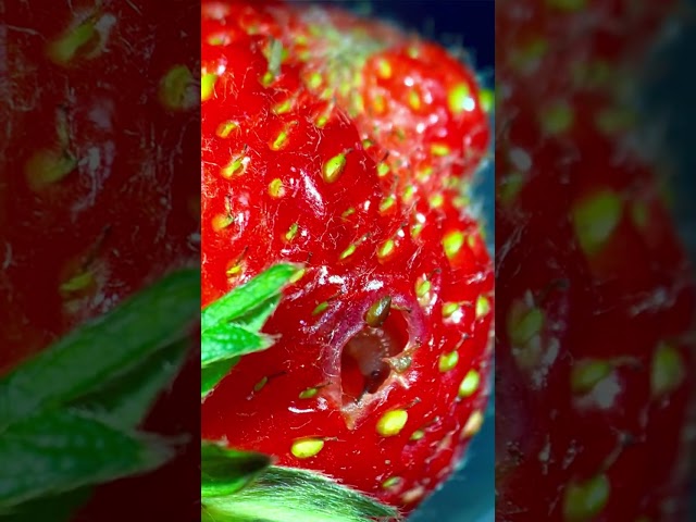 Shocking find in garden strawberry under the microscope! class=