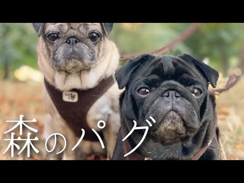 出会い おパグさん森での出会い パリ旅行帰国前のハプニング Pugs In Paris Walking T