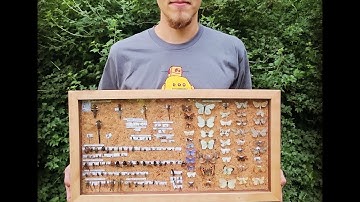 DIY insect collection case