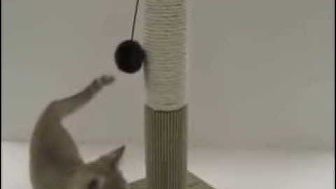 포포즈 수퍼캣닢 스크레치 포스트(Four Paws Super Catnip Scratching Post)