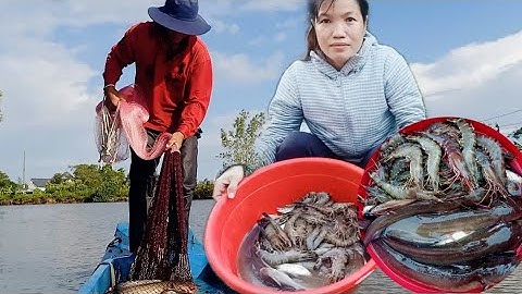 Hôm nay chài sông chà là dính cá ngát khủng  tôm sú bự nhiều quá cuộc sống mưu sinh # Hoàng Lê Vlog