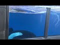 De paseo en el zoológico