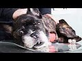 Hope For Paws Rescue French Bull Dog Klaus featuring Viktor Larkhill Part 1