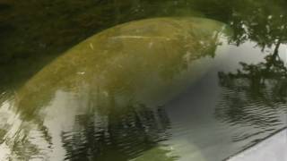 two manatees eating at Wakulla River.MOV