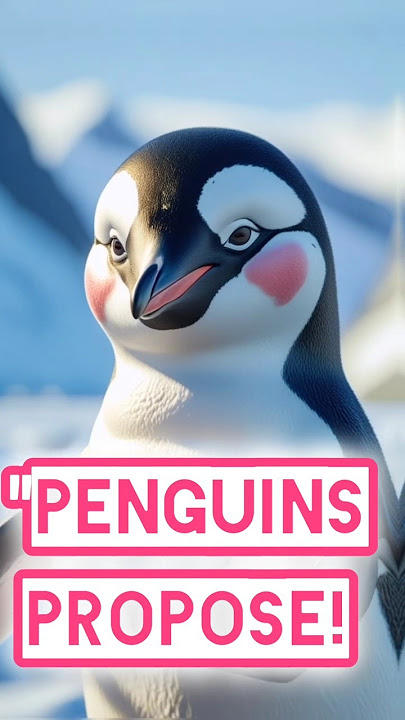 Penguins Propose with Pebbles!  #youtube #youtube  #shorts